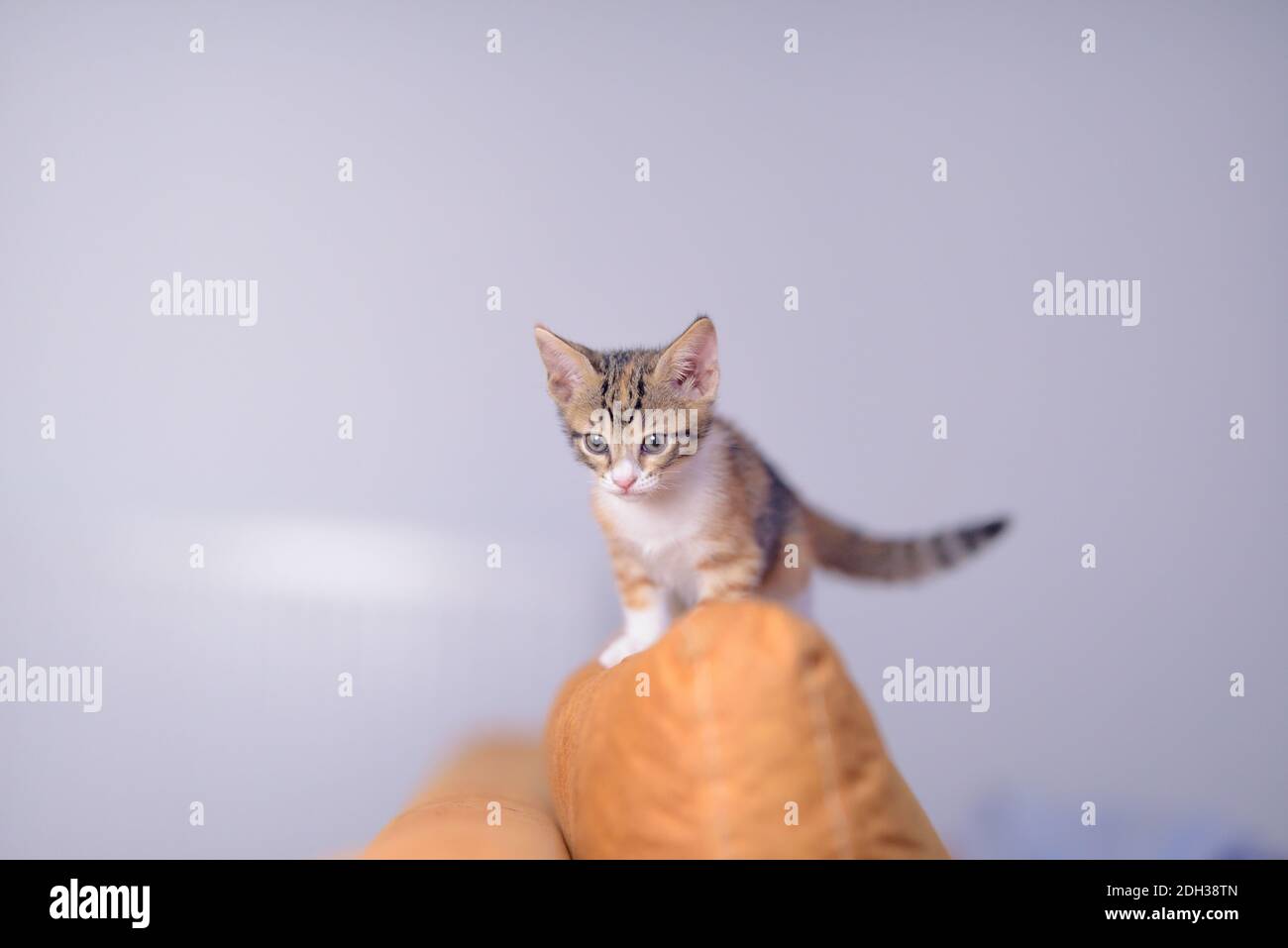 One month old baby kitten looking curious Stock Photo