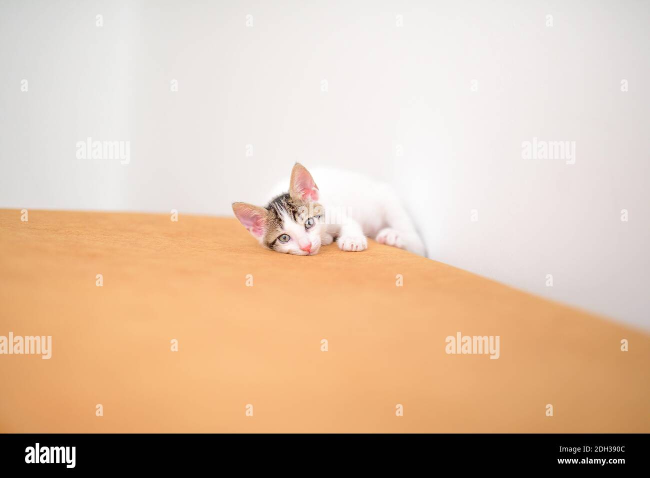 One month old baby kitten looking curious Stock Photo