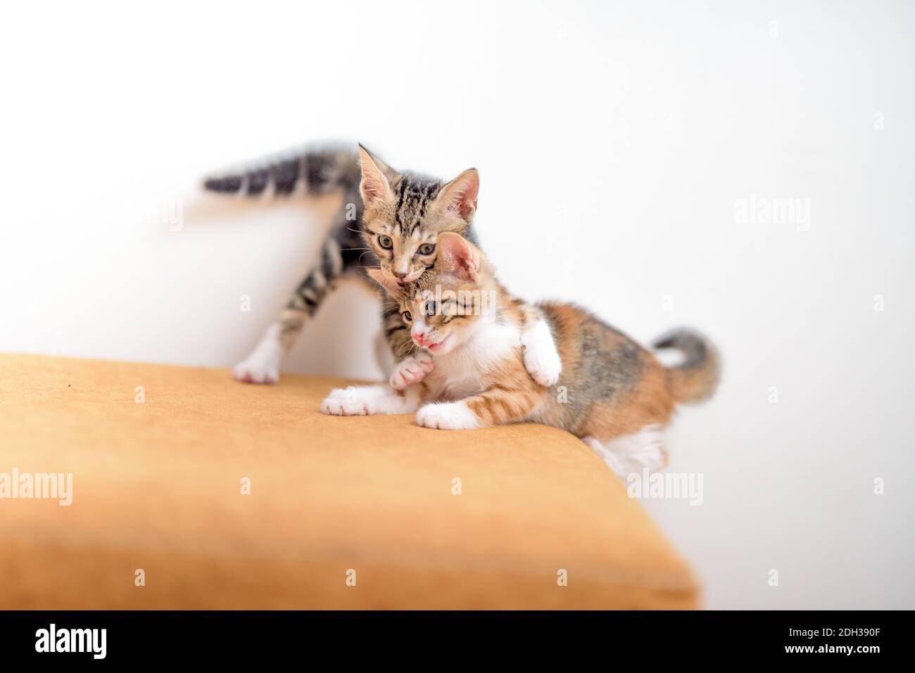 Kittens playing together Stock Photo