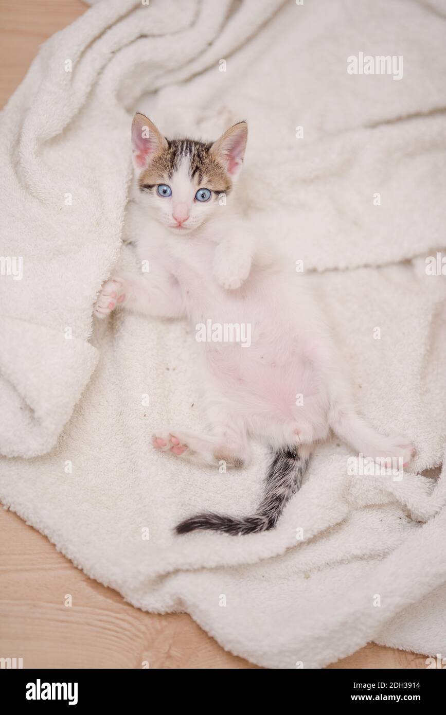 A vertical shot of a cute cat with blue eyes lying on the white towel Stock Photo