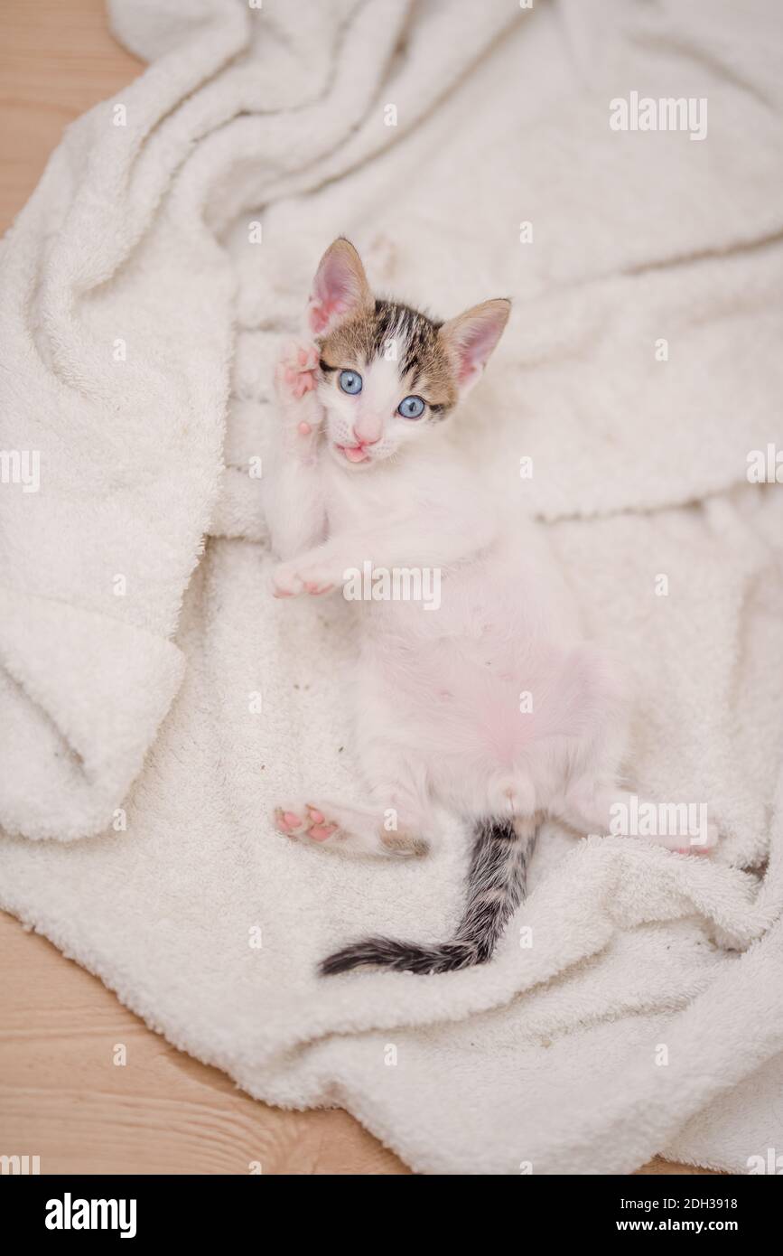 A vertical shot of a cute cat with blue eyes lying on the white towel Stock Photo