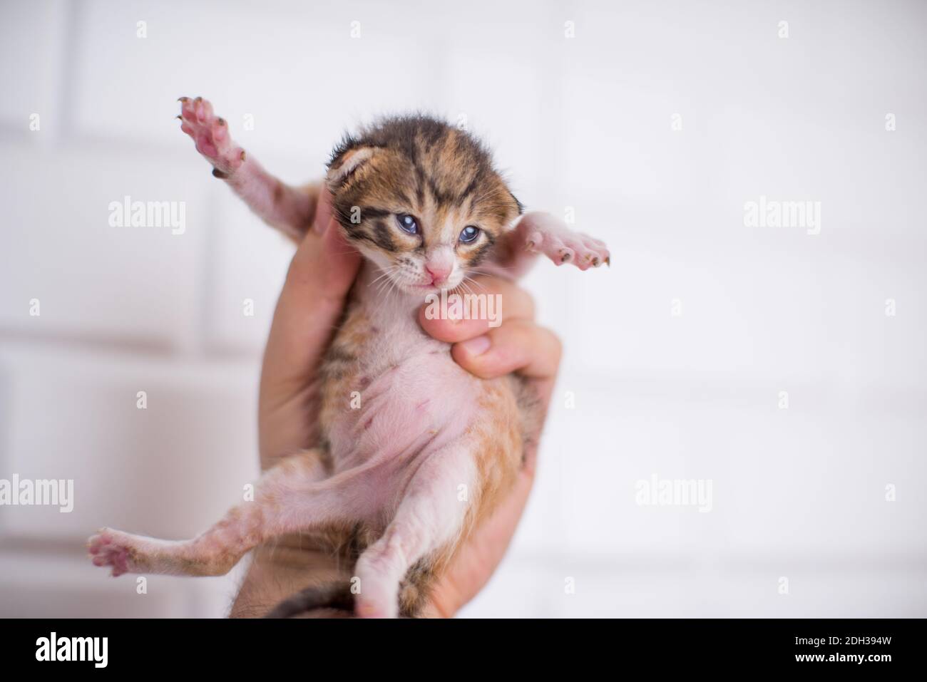 2 weeks old baby kitten in hand on an isolated white background Stock Photo