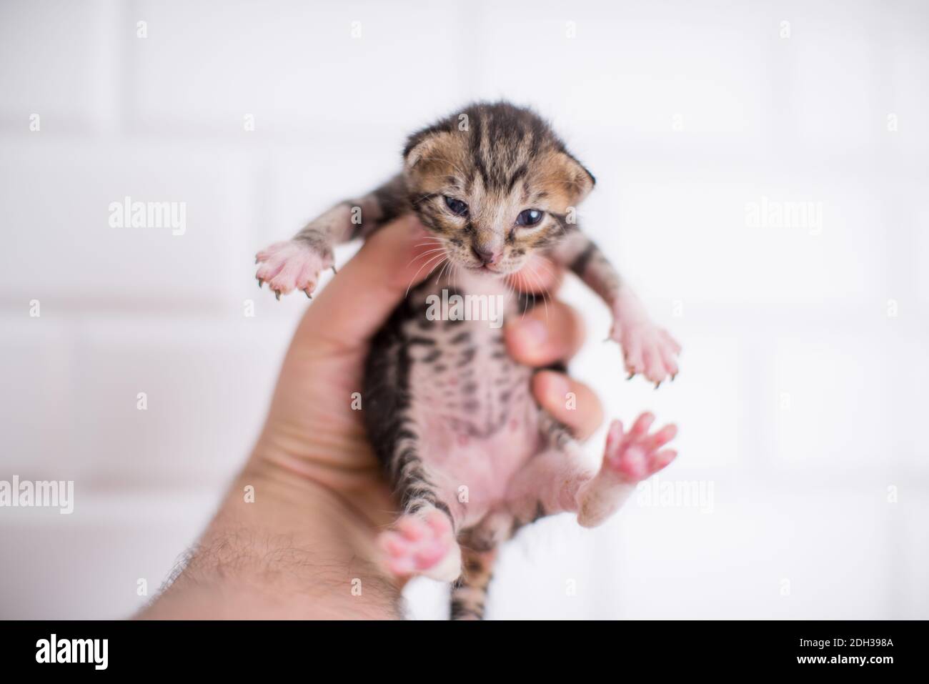 2 weeks old baby kitten in hand on an isolated white background Stock Photo
