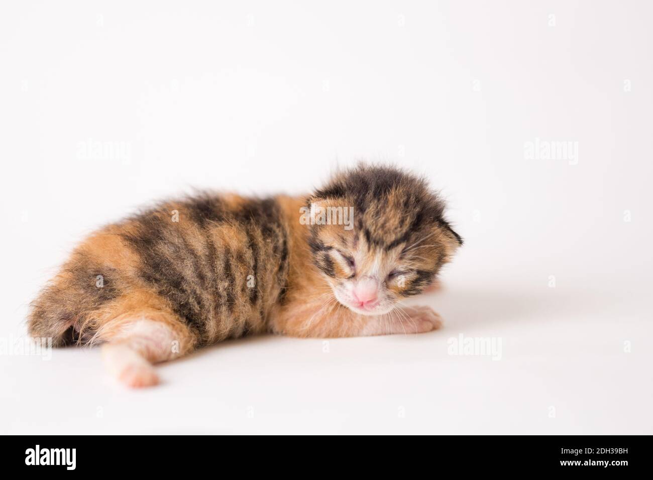 2 weeks old baby kitten on white background isolated Stock Photo