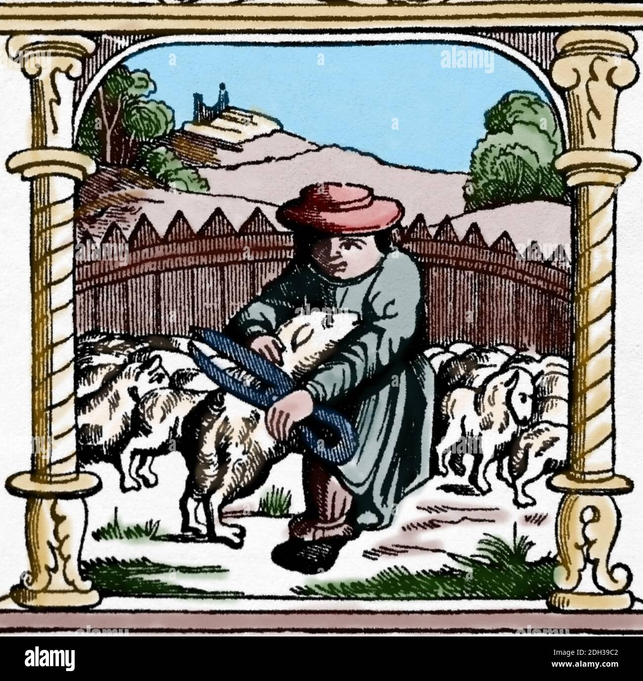 Medieval era. Feudalism. Shearing sheep. Engraving from the book of hours. Later colouration Stock Photo