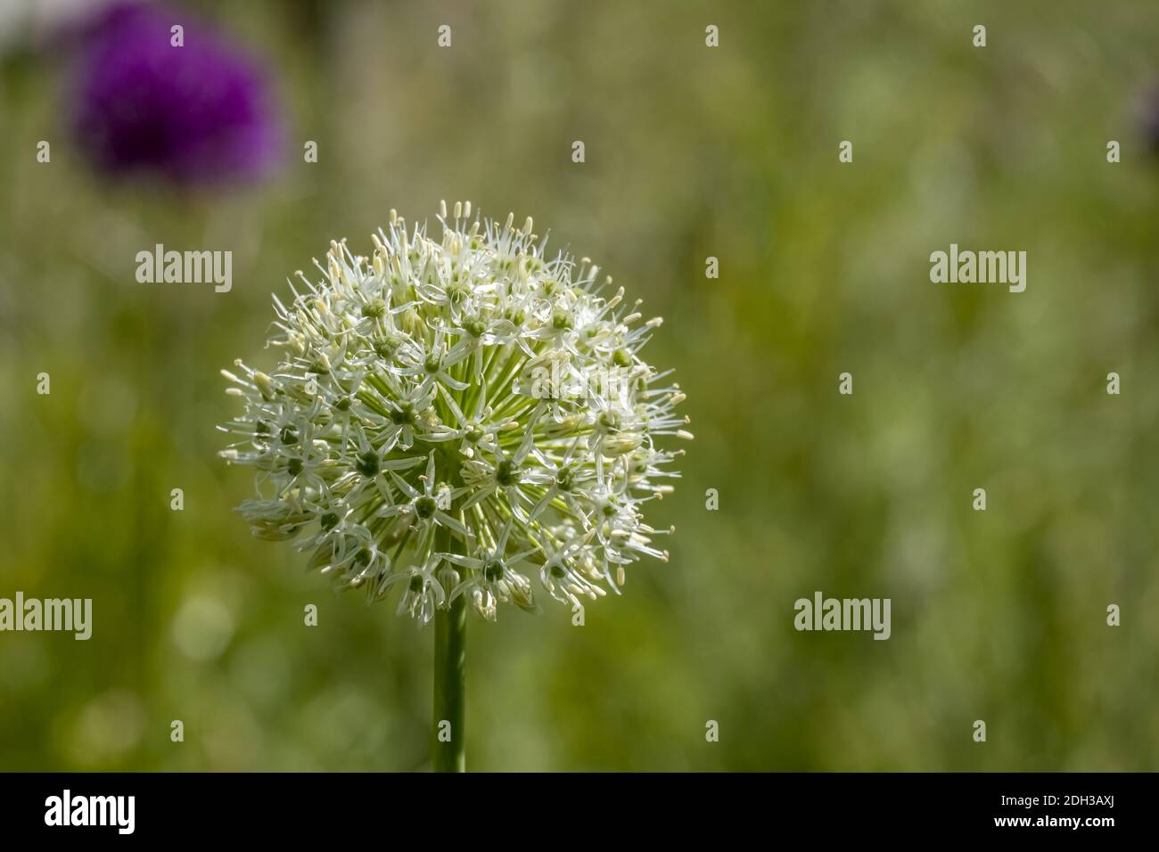 Ornamental garlic (Allium Stock Photo - Alamy