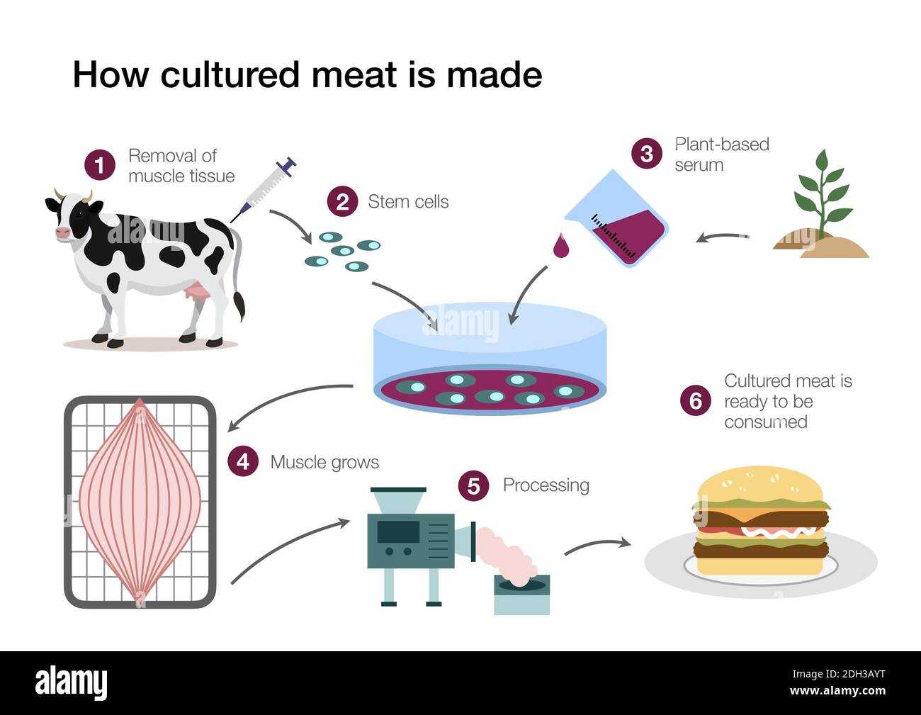 Infographic explaining the process of producing artificial meat without killing animals Stock