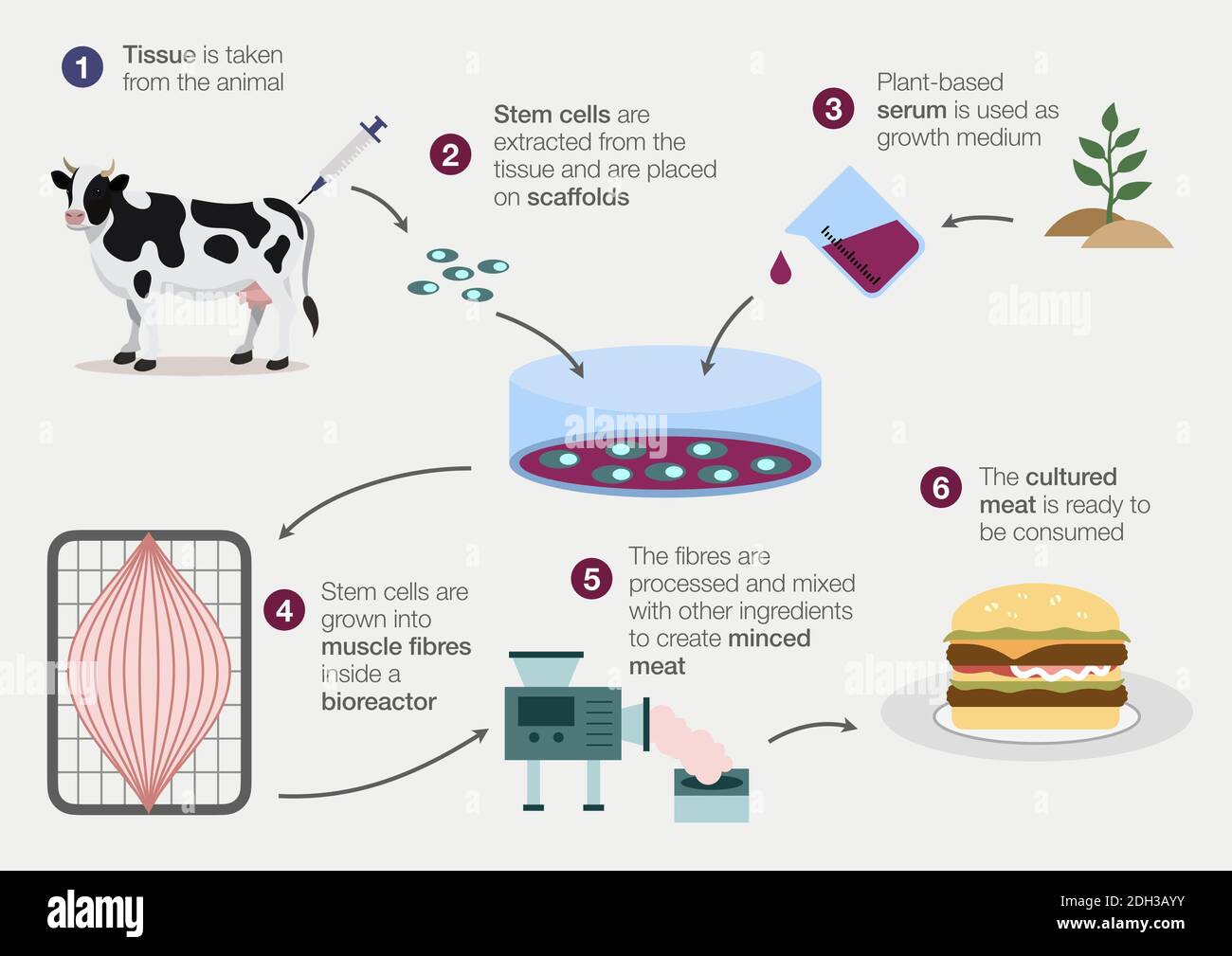 Infographic explaining the process of producing artificial meat without