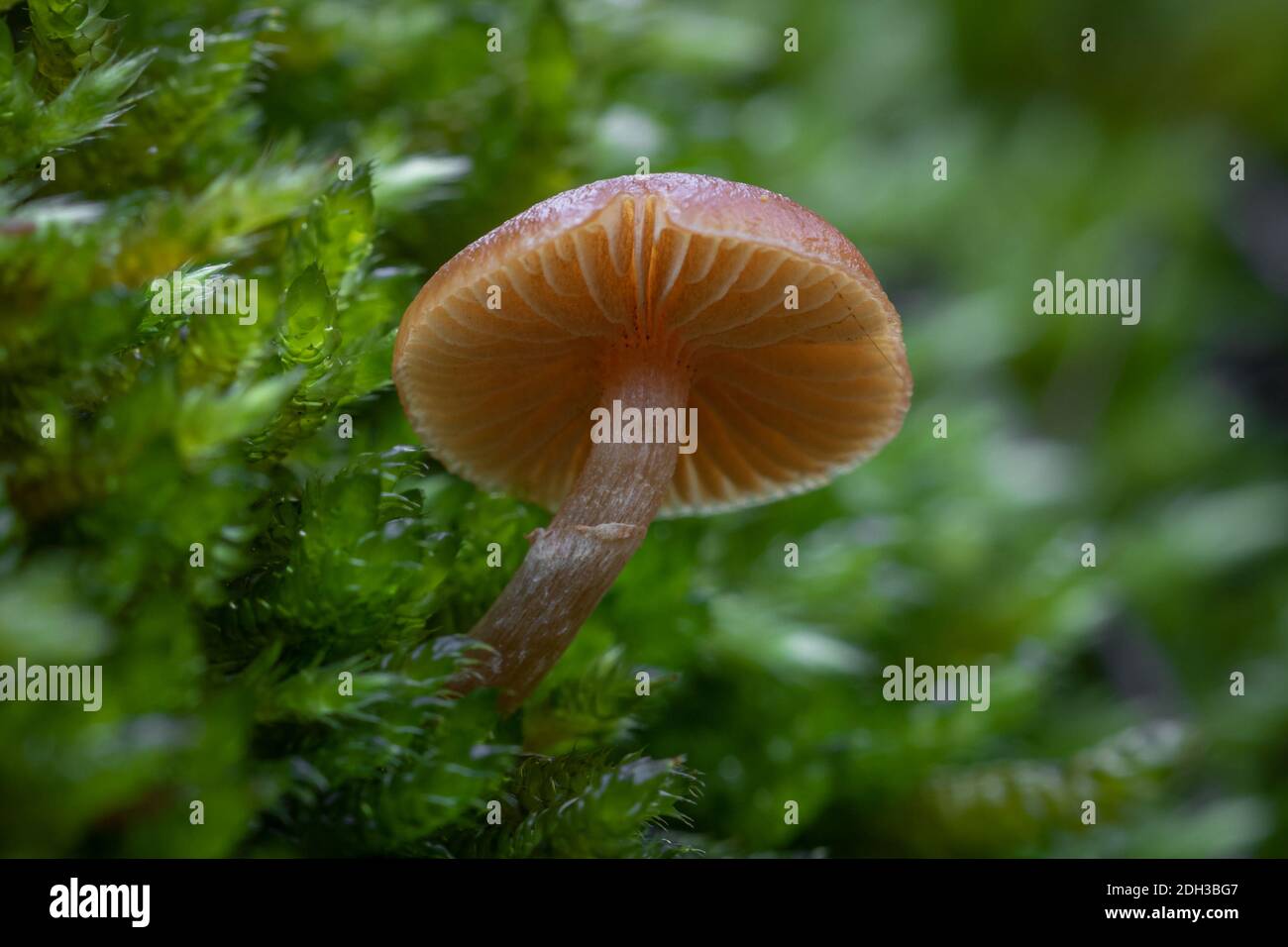 A selective focus shot of a wild mushroom in the forest Stock Photo - Alamy