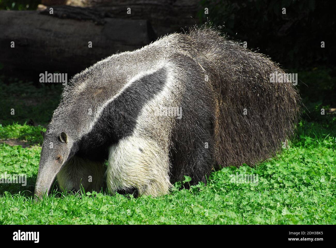 Giant anteater, ant bear, Großer Ameisenbär, Myrmecophaga tridactyla ...