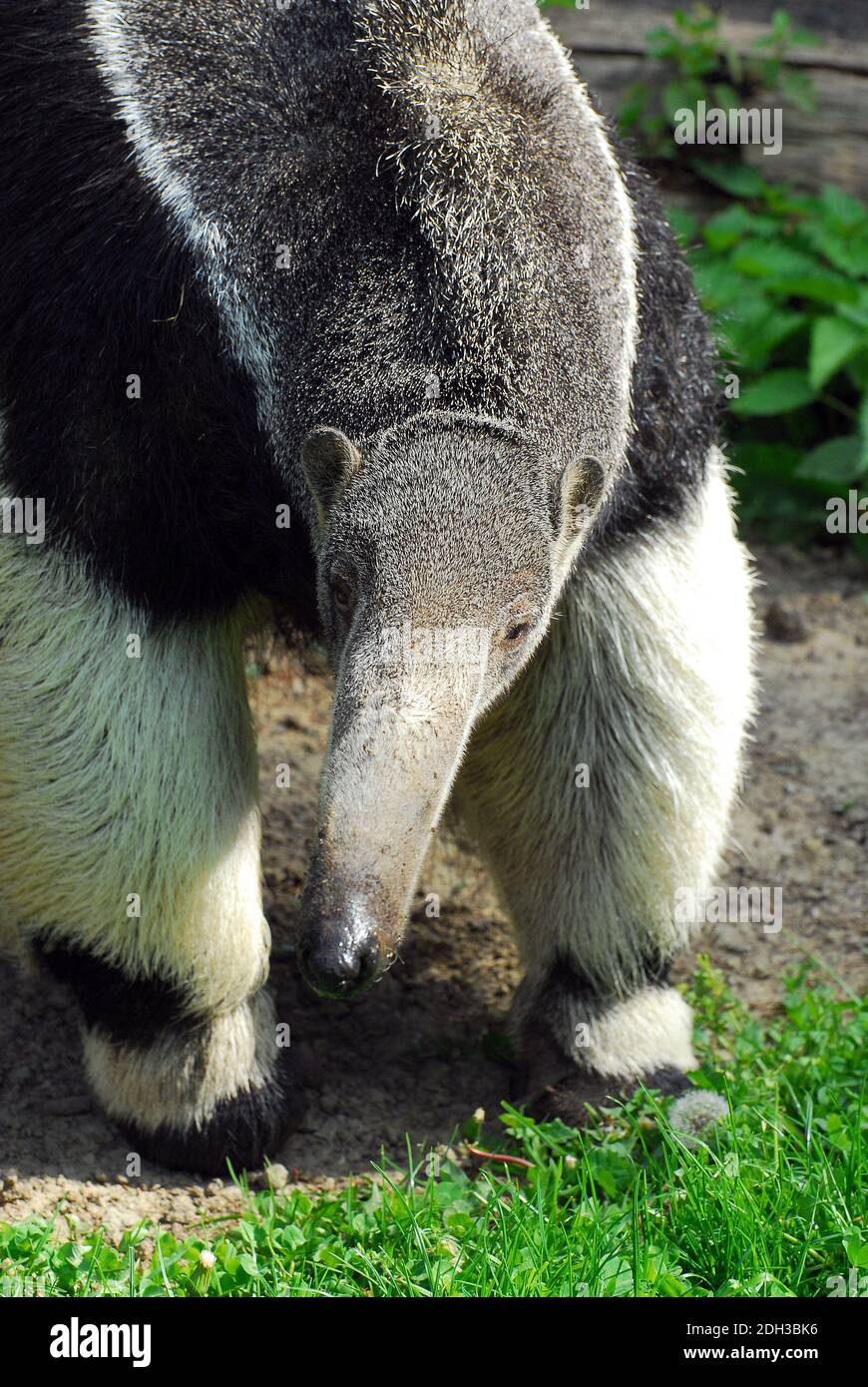 Giant anteater, ant bear, Großer Ameisenbär, Myrmecophaga tridactyla ...