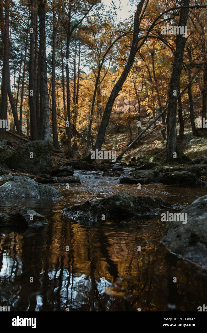 Vertical shot reflection trees hi-res stock photography and images - Alamy