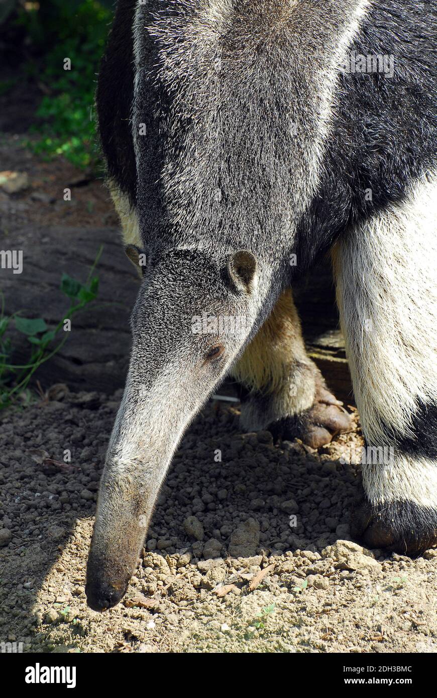 Giant anteater, ant bear, Großer Ameisenbär, Myrmecophaga tridactyla ...