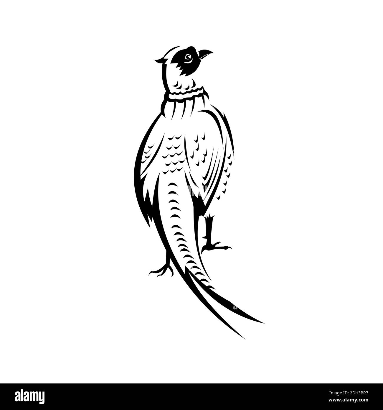 Ring-Necked Pheasant or Common Pheasant Viewed from Rear Retro Black and White Stock Photo