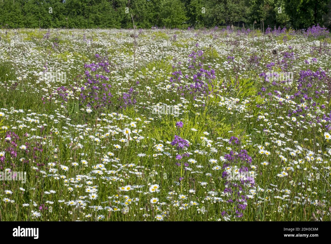 Flower meadow with daisies (Leucanthemum) Stock Photo