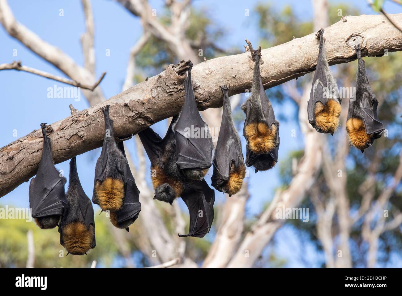 Grey-headed Flying Foxes roosting in bat camp Stock Photo - Alamy