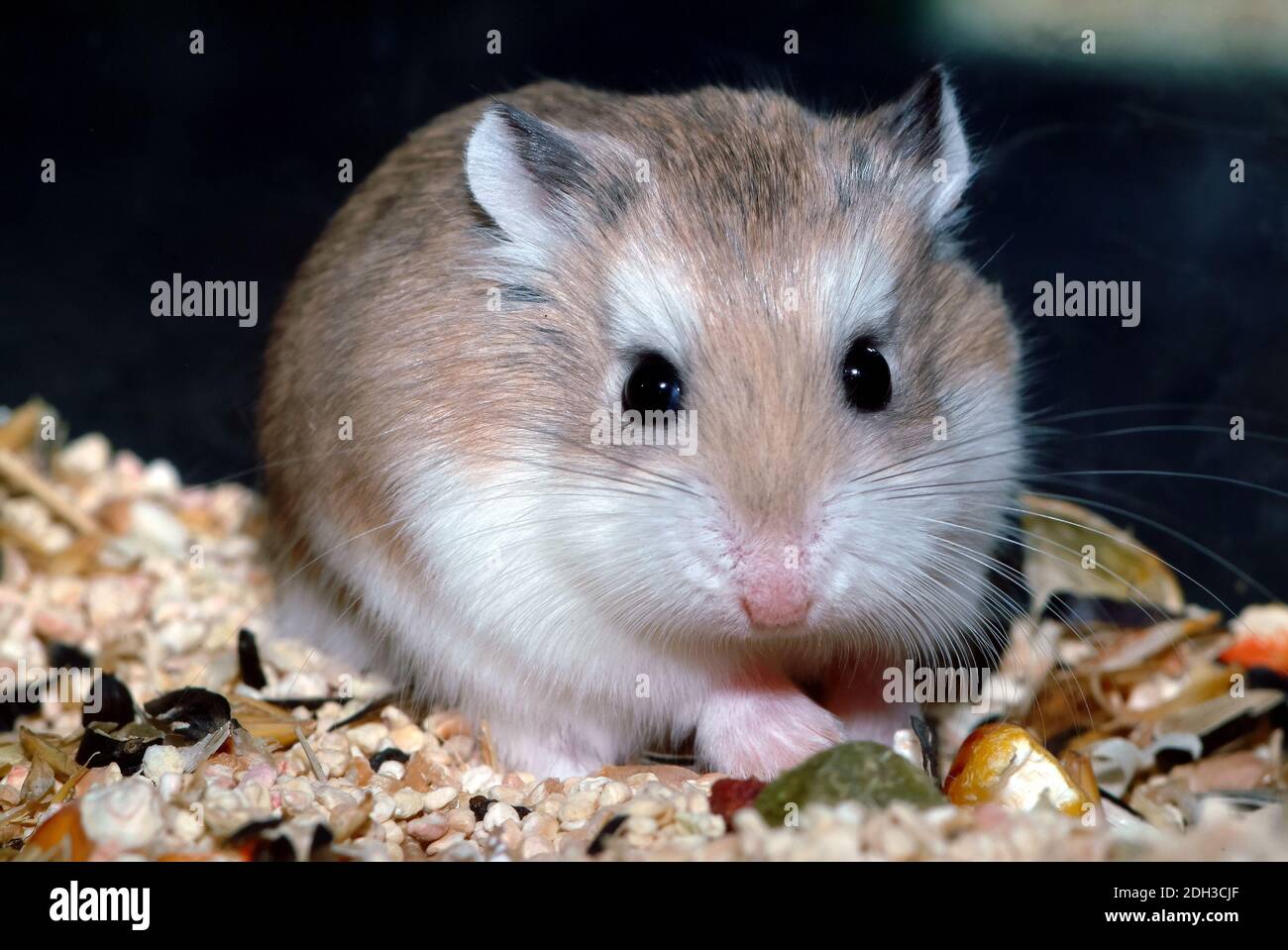 Roborovski dwarf hamster, desert hamster or Robo dwarf hamster, Roborowski-Zwerghamster, Phodopus roborovskii, Roborovszkij-törpehörcsög Stock Photo