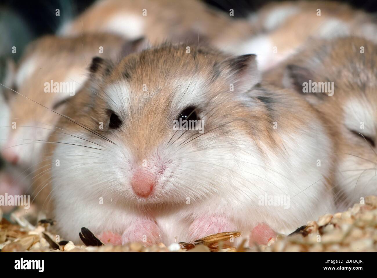 Roborovski dwarf hamster, desert hamster or Robo dwarf hamster, Roborowski-Zwerghamster, Phodopus roborovskii, Roborovszkij-törpehörcsög Stock Photo