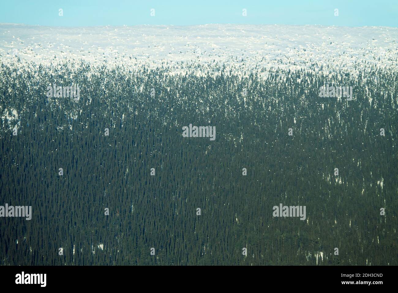 Northern forest aerial photography in mid winter in January Stock Photo