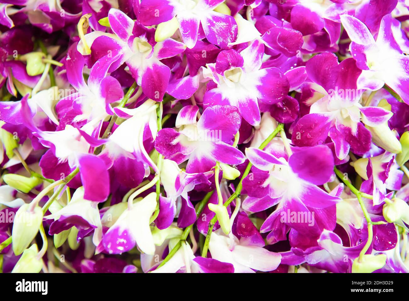 Closeup view of orchids can be used as flower background Stock Photo