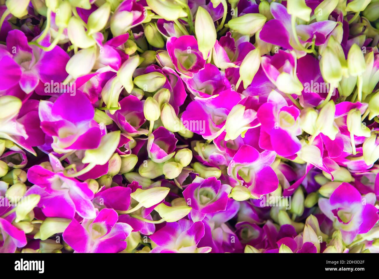 Closeup view of orchids can be used as flower background Stock Photo