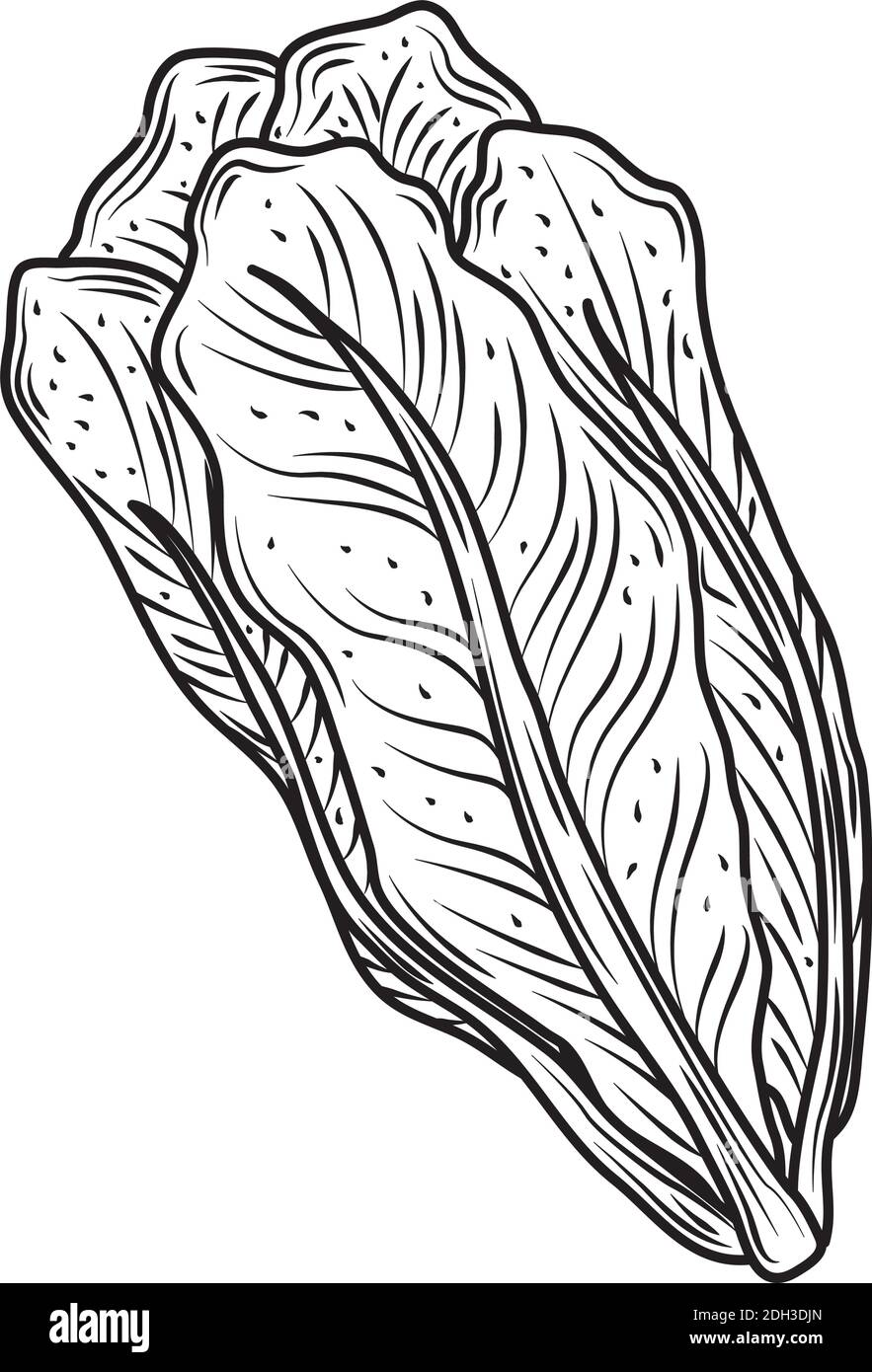 Lettuce Leaf Drawing