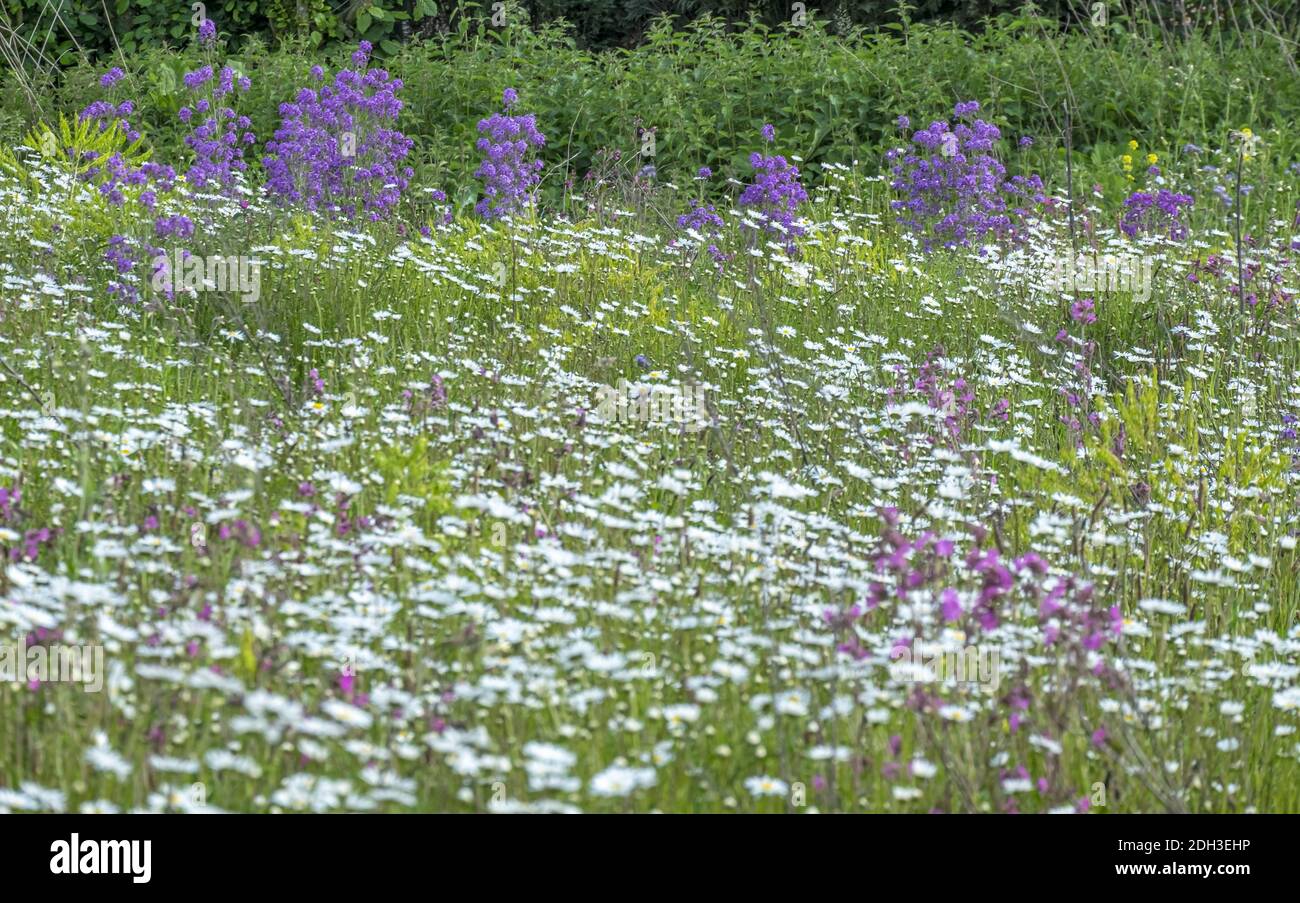 Flower meadow with daisies (Leucanthemum) Stock Photo