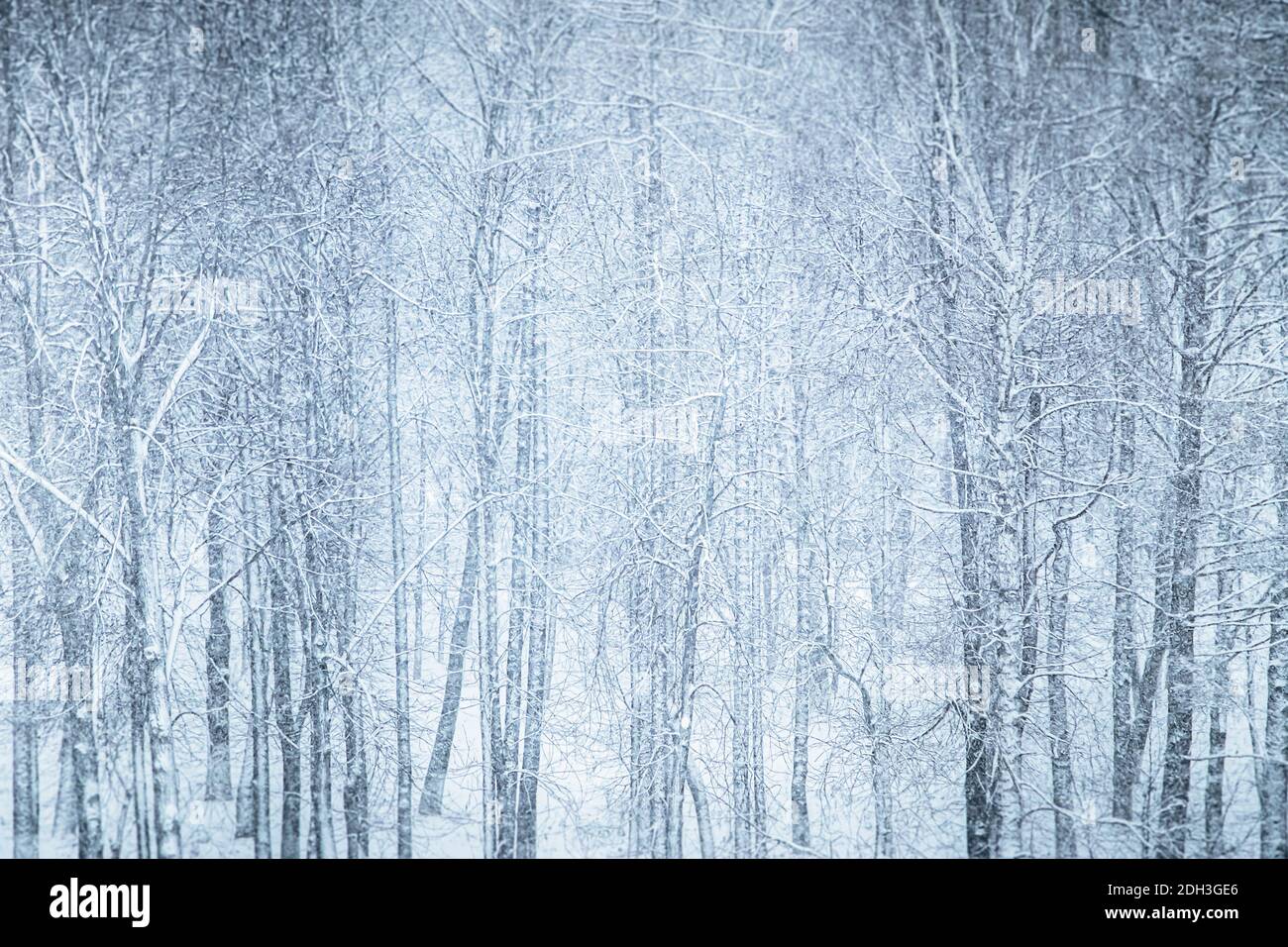 Soft snowfall in winter forest hi-res stock photography and images - Alamy