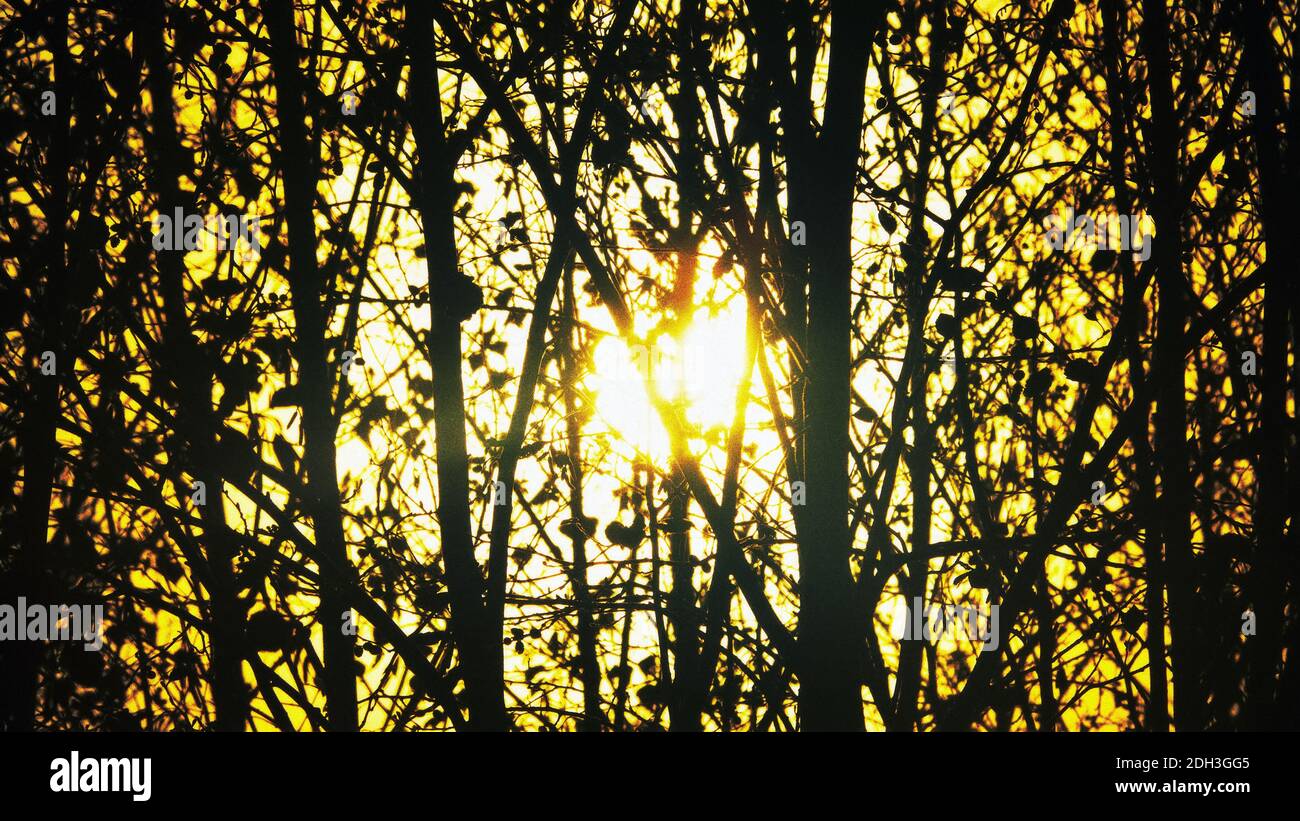 Light through dark winter gloomy forest. Stock Photo