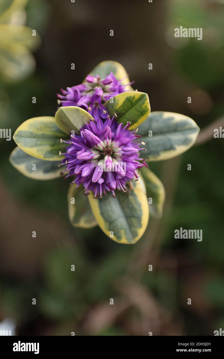 A selective focus shot of a violet hebe flower Stock Photo