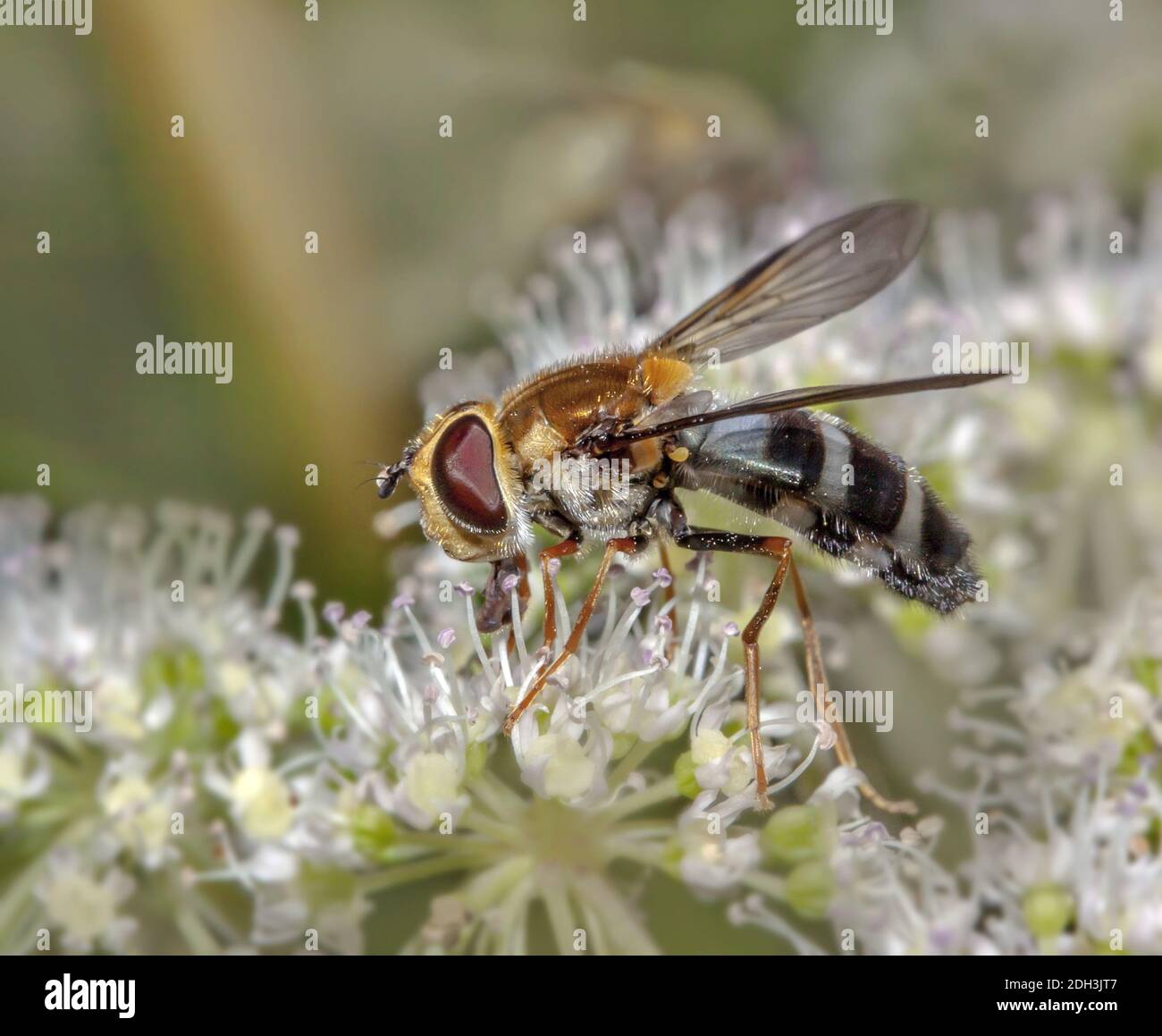 Palearctic hoverfly 'Ischyrosyrphus glaucius' Stock Photo