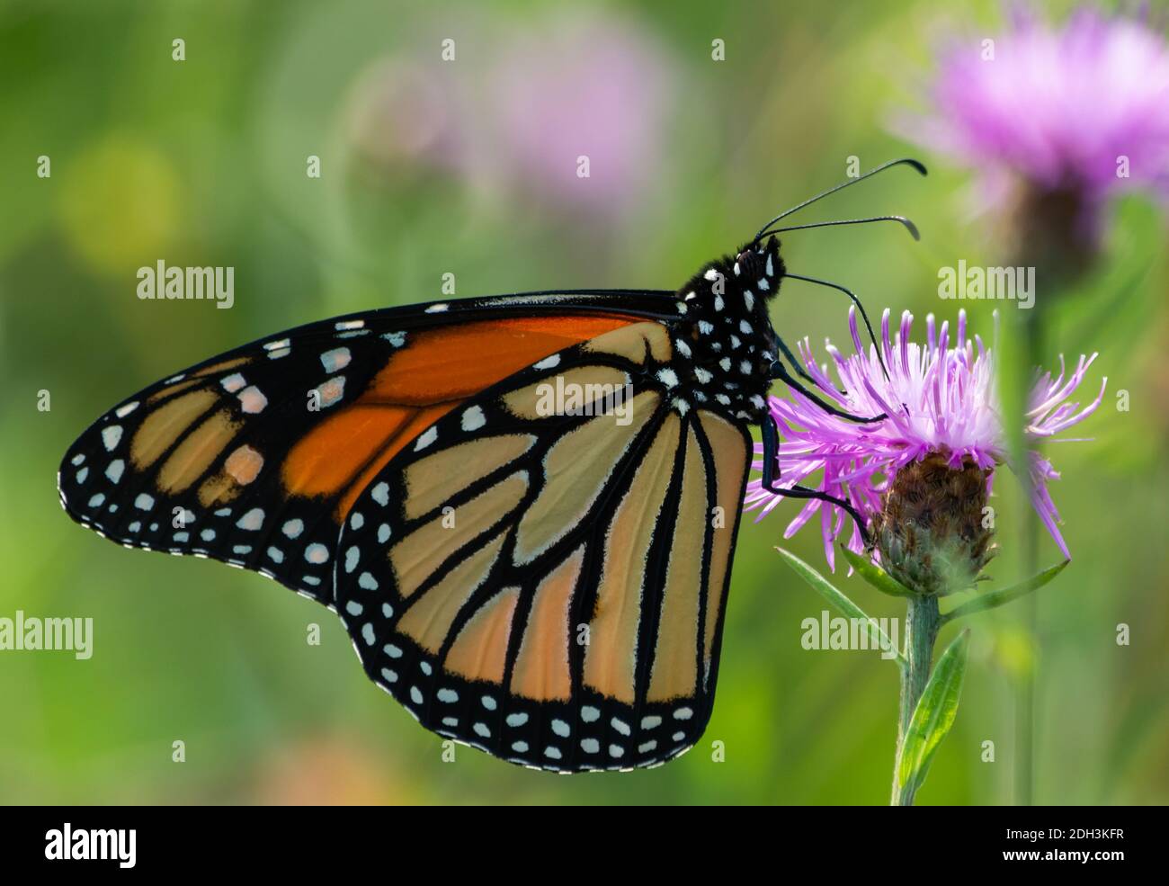 A beautiful monarch butterfly is resting on a purple thistle in the garden. Stock Photo