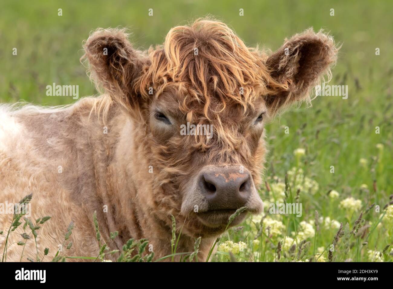 Young galloway cattle hi-res stock photography and images - Alamy