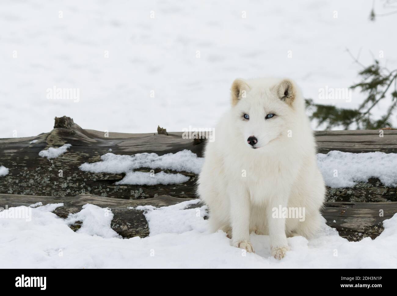 Blue eyed fox