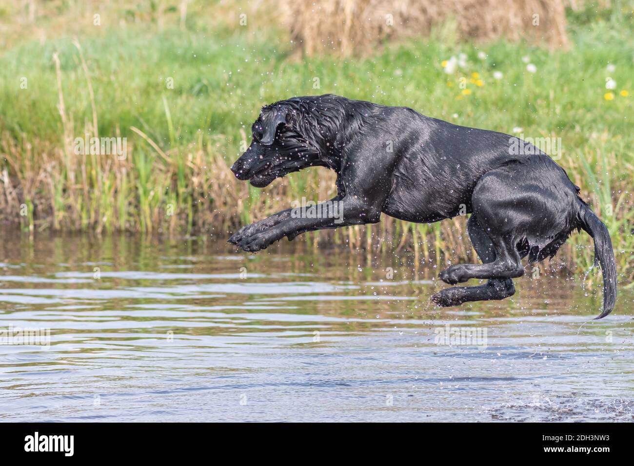 Action shot of a wet black Labrador jumping into the water Stock Photo