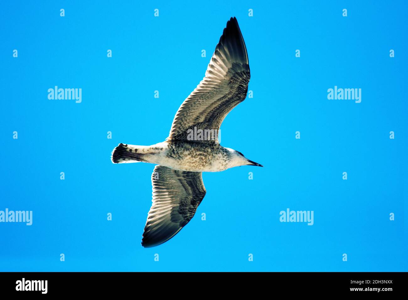 Seagull in flight against the sky Stock Photo