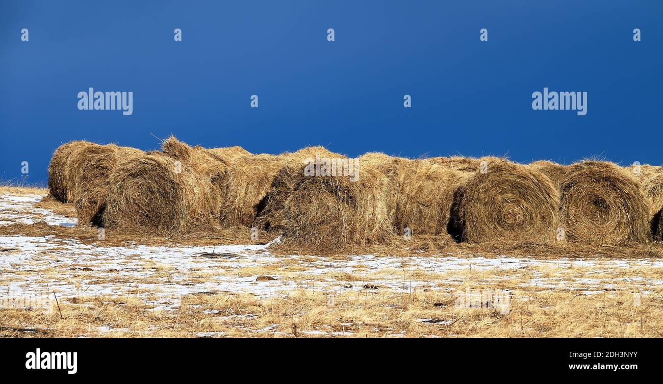 Roll in the hay Stock Photo