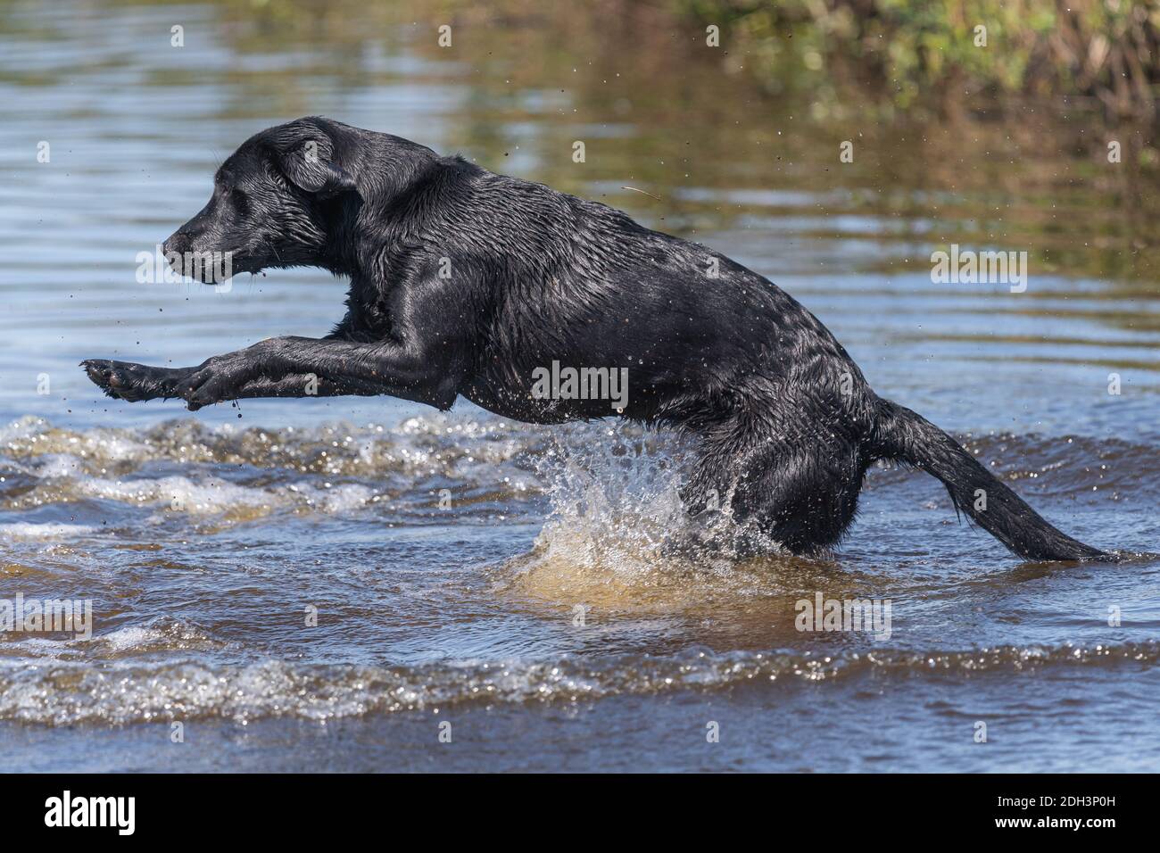 Labrador retriever best sale water