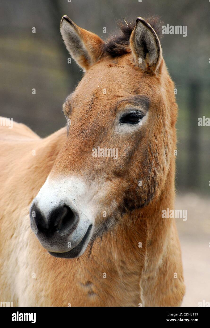 Przewalski's horse, Mongolian wild horse or Dzungarian horse, Przewalski-Pferd, takhi, Equus ferus przewalskii, Przsevalszkij-ló Stock Photo