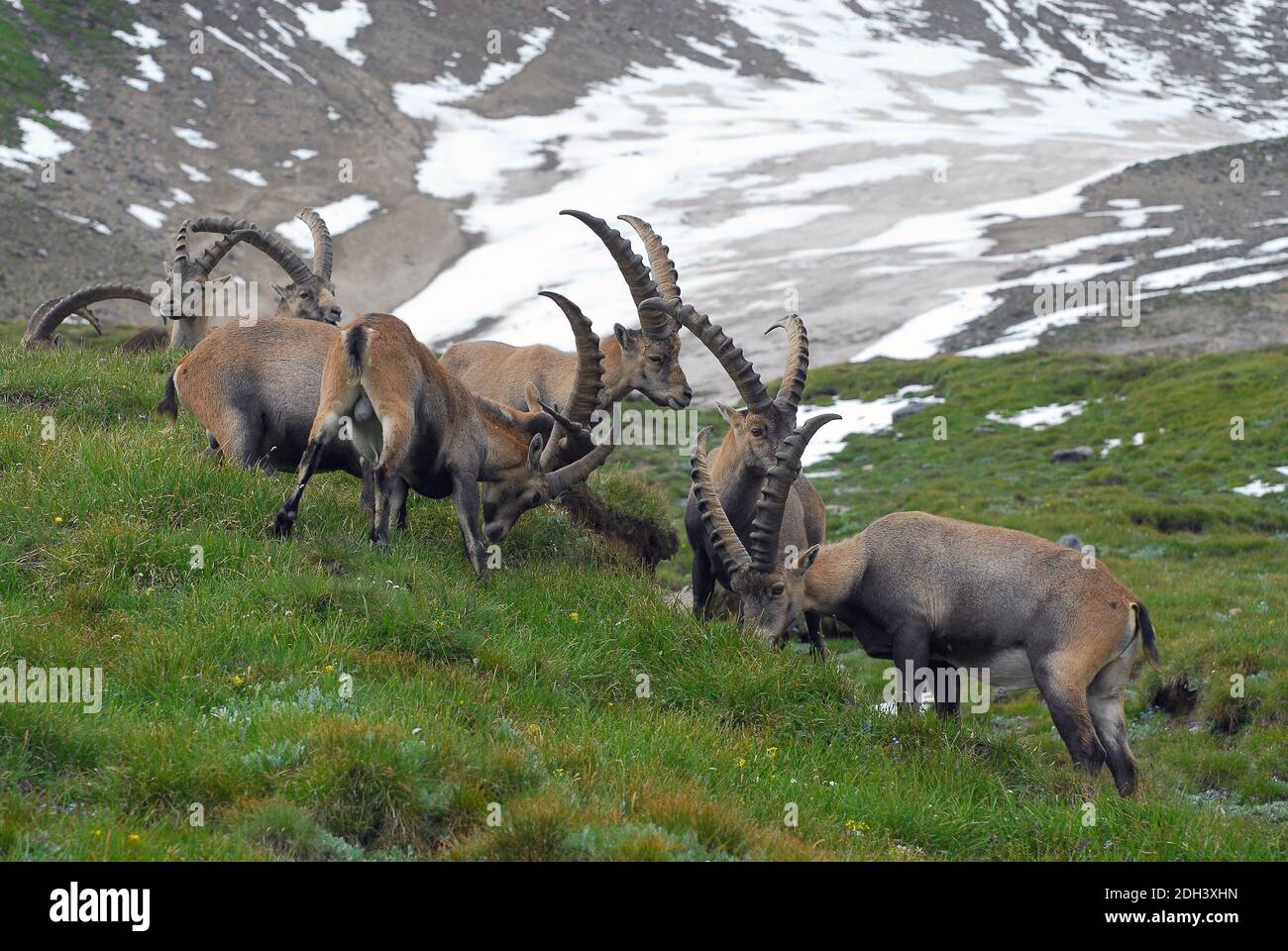 Alpine ibex, Alpensteinbock, alpesi kőszáli kecske, Capra ibex Stock Photo  - Alamy