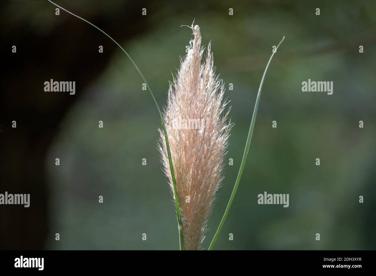 Field reed grass hi-res stock photography and images - Alamy