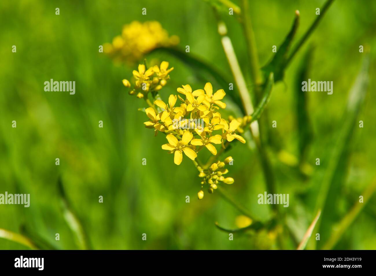 Barbarea vulgaris Stock Photo