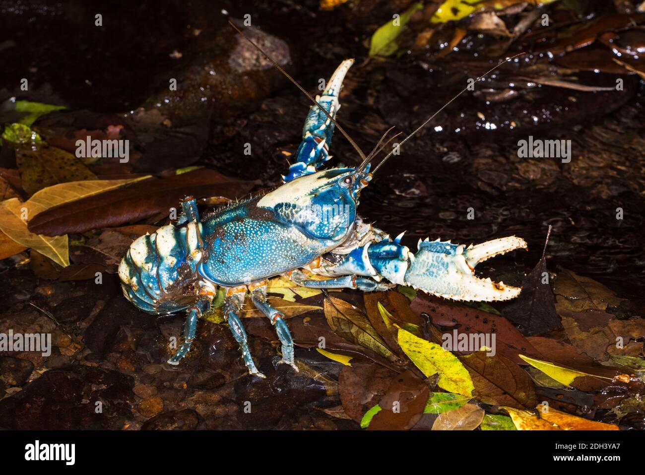 Field  Crayfish alert at Žumberak Mountains