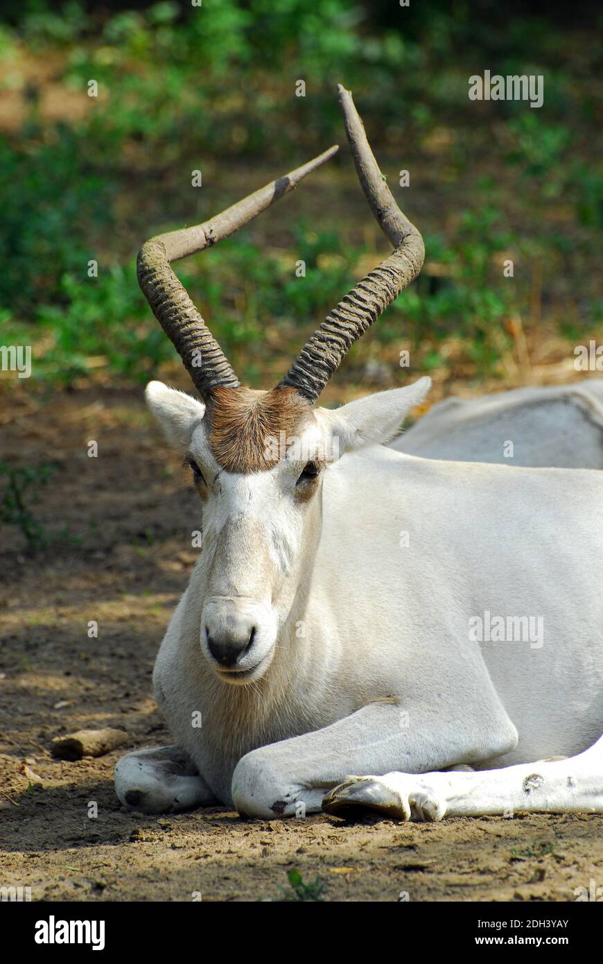 ant-lope-addax-hi-res-stock-photography-and-images-alamy