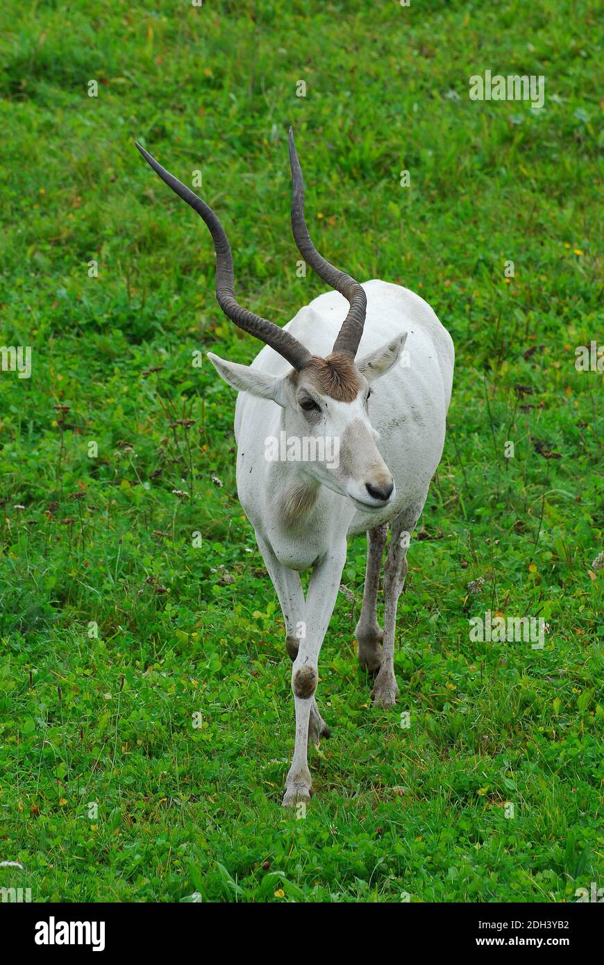 ant-lope-addax-hi-res-stock-photography-and-images-alamy