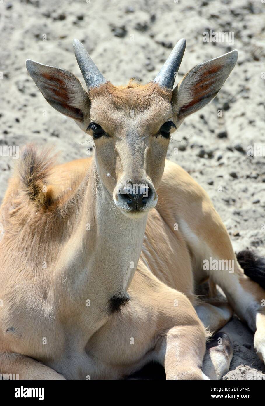 Common eland, southern eland or eland antelope, Elenantilope, Taurotragus oryx, jávorantilop Stock Photo