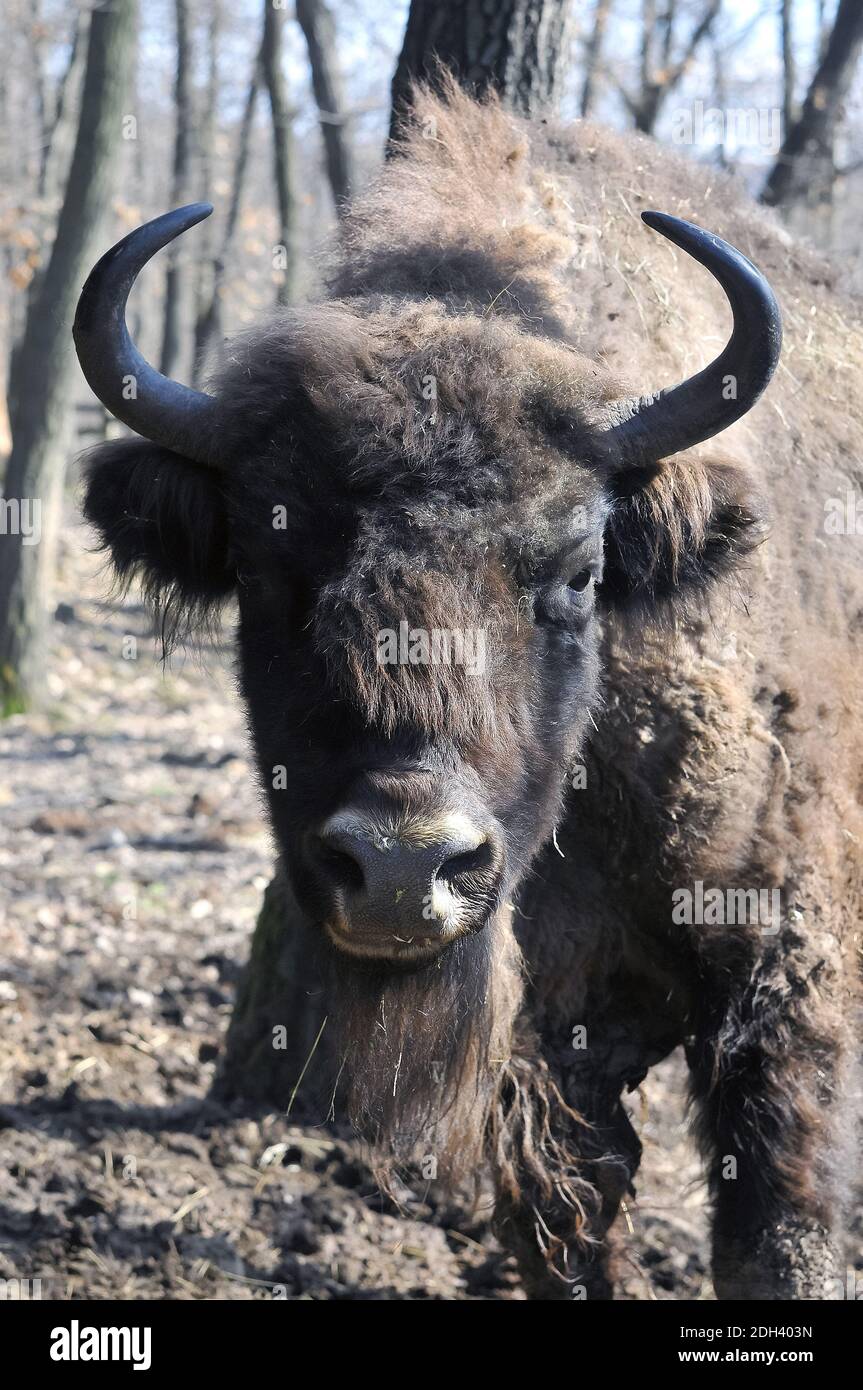 European bison, wisent, Europäische Bison, európai bölény, Bison ...
