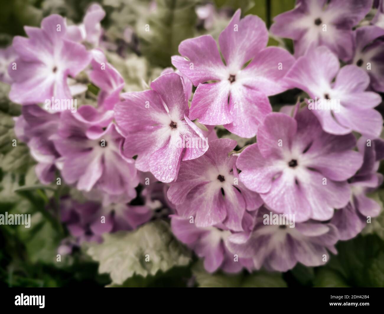 Bright pink primrose flowers in the garden. Stock Photo