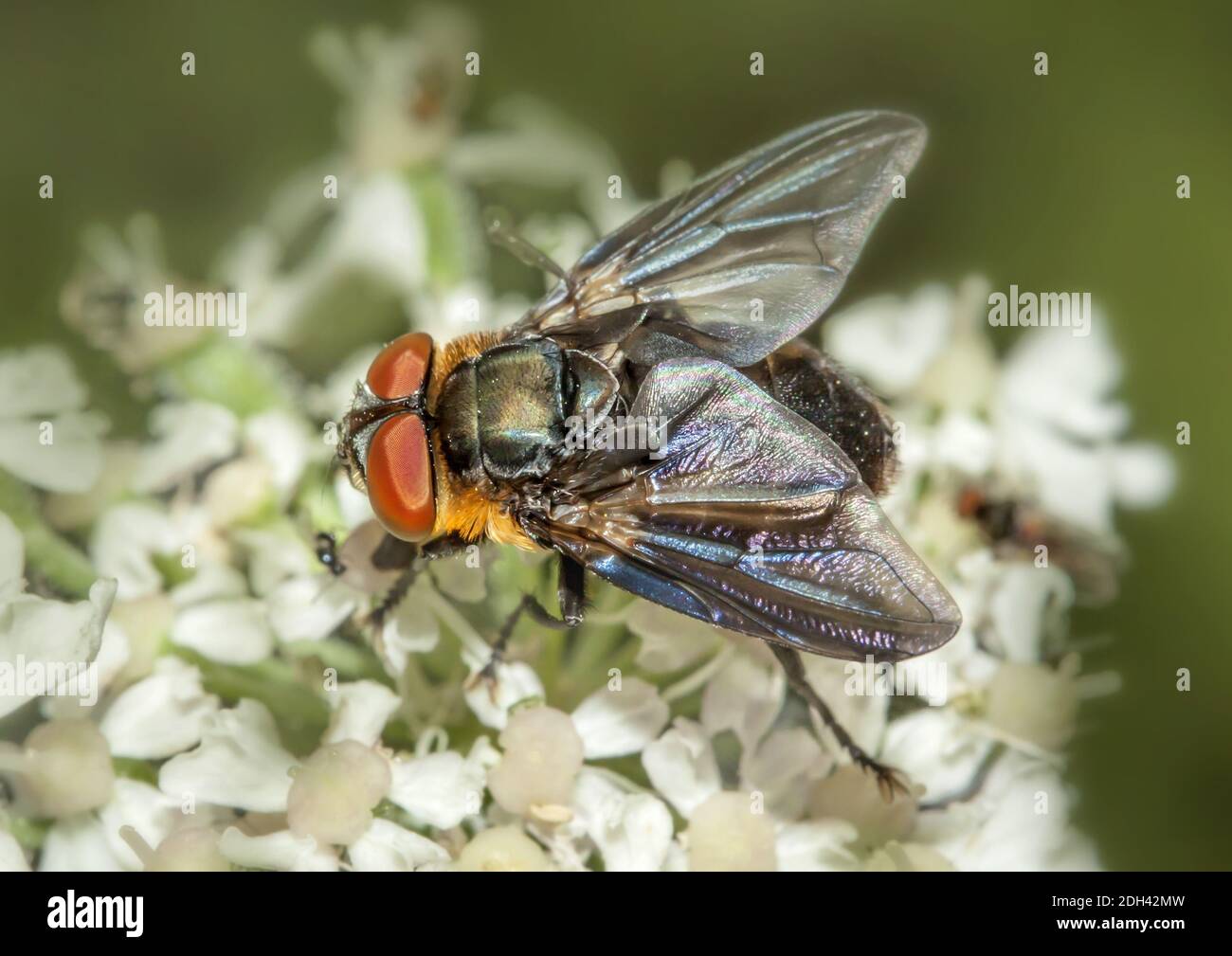 Bugs tachinid fly  'Phasia hemiptera' Stock Photo