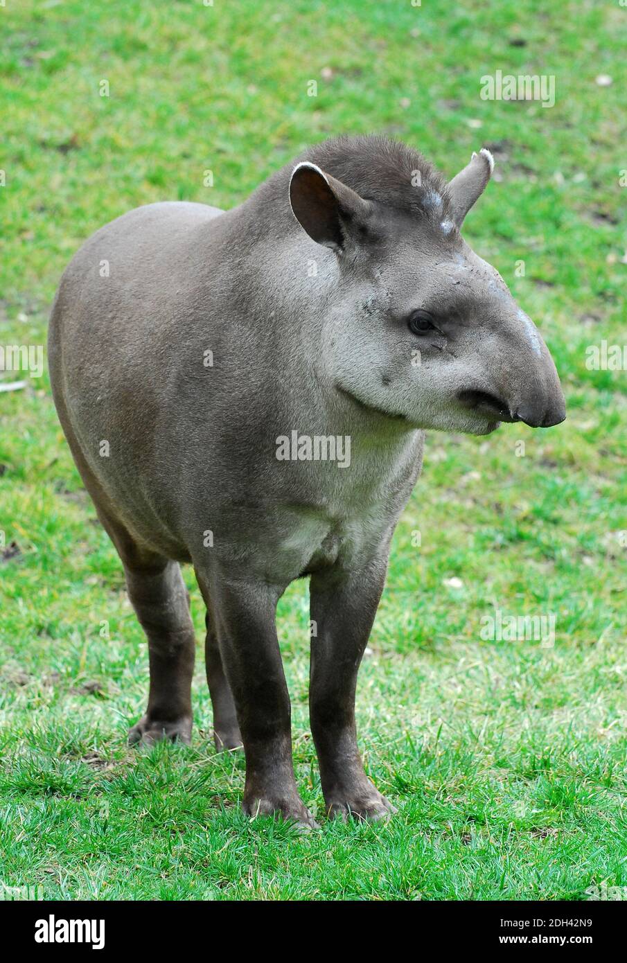 South American tapir, Brazilian tapir, lowland tapir, Flachlandtapir